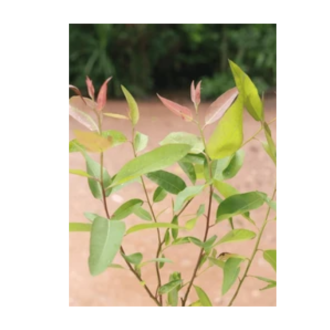 Eucalyptus seedlings