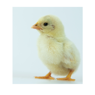 Day-Old Chicks