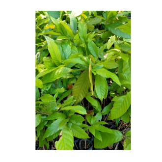 Cocoa Seedlings