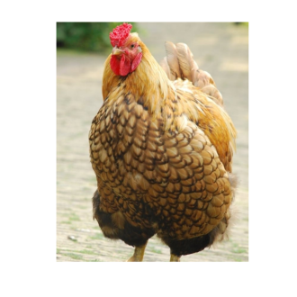 Mature Chicken