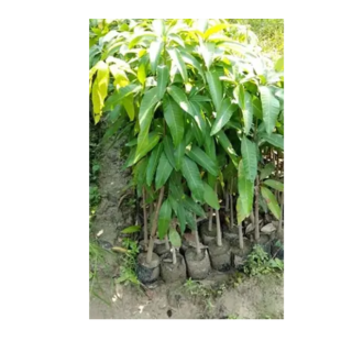 Mangoes Seedlings