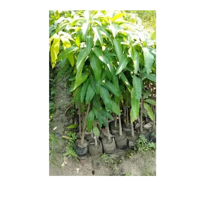 Mangoes Seedlings