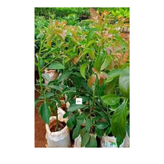 avocado Seedlings